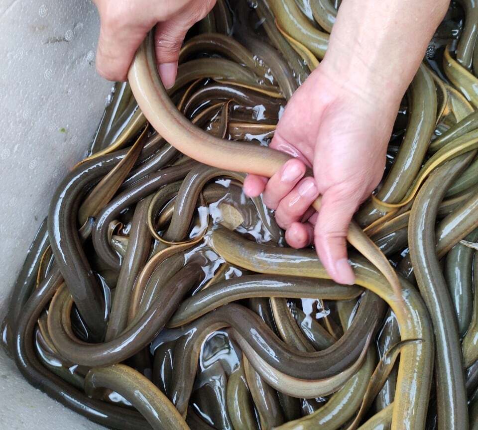đàn lươn
